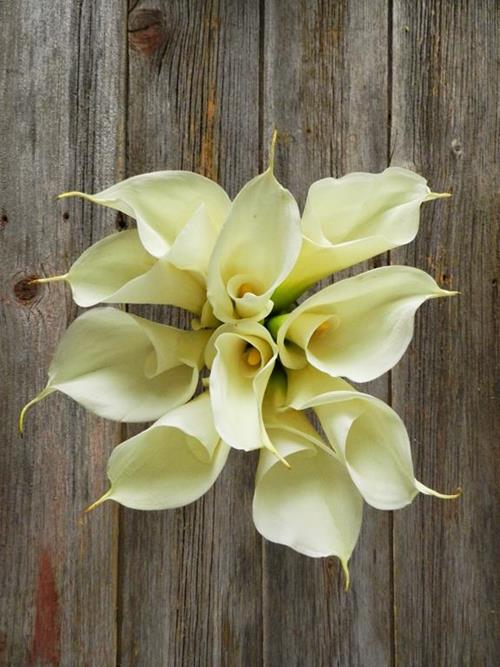  WHITE CALLA LILY